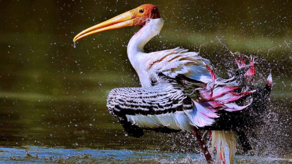 Ankasamudra Bird Conservation Reserve: A Sweet Symphony of Waterbirds