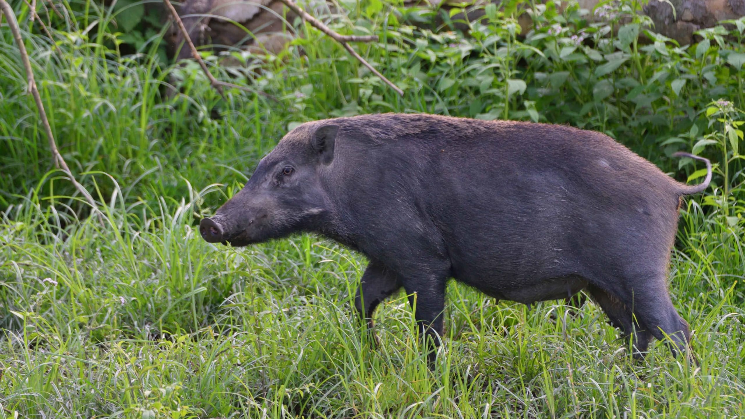 Crop Raids by Wildlife on the Rise in Kaziranga