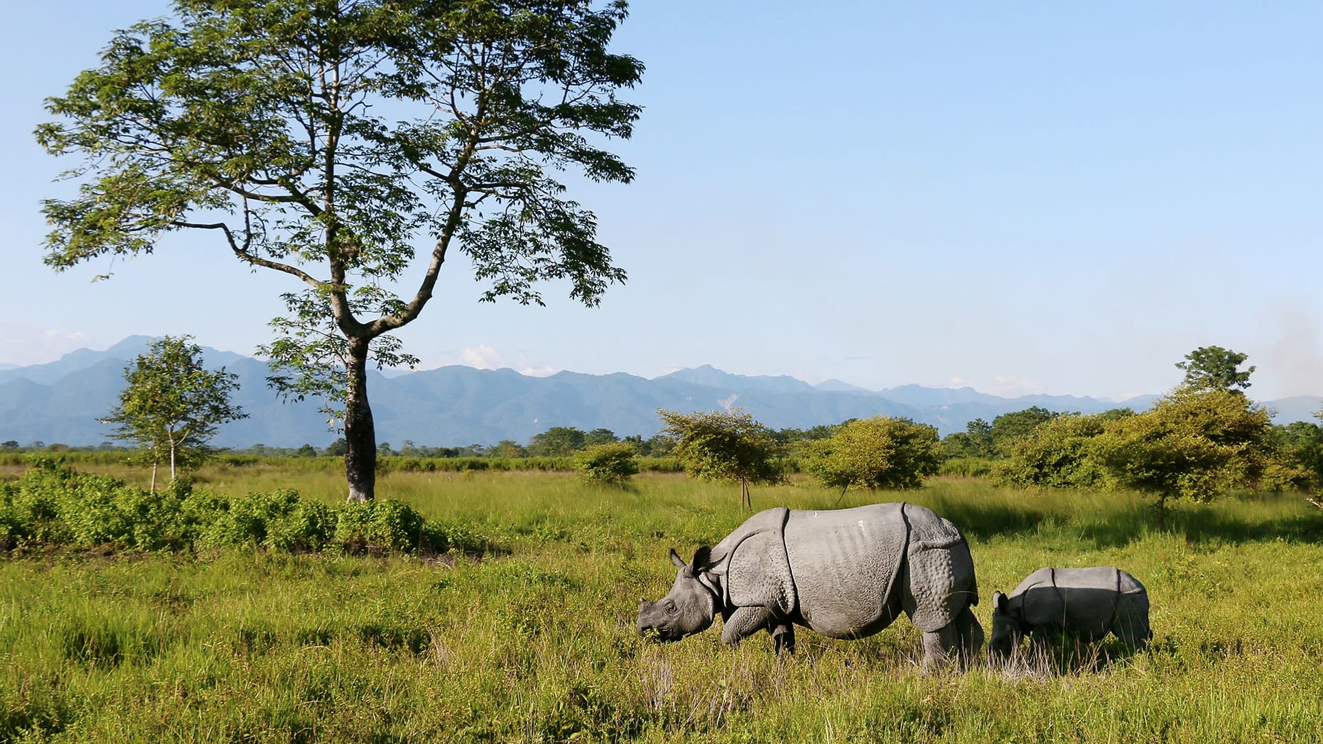 Rhinos Rebound in Manas