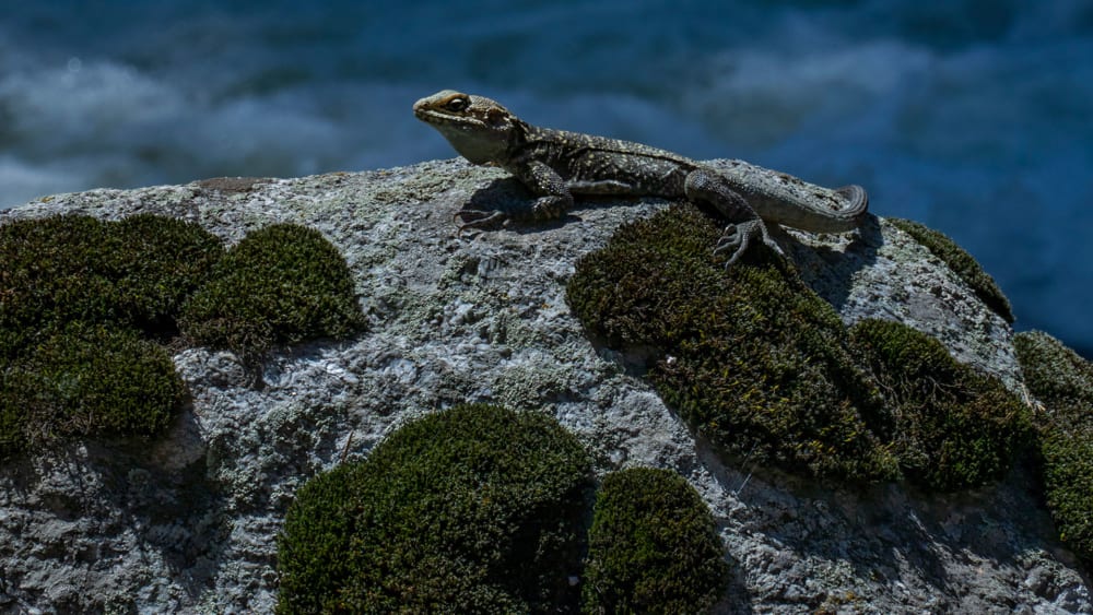 Tea Time with My Friend the Rock Agama