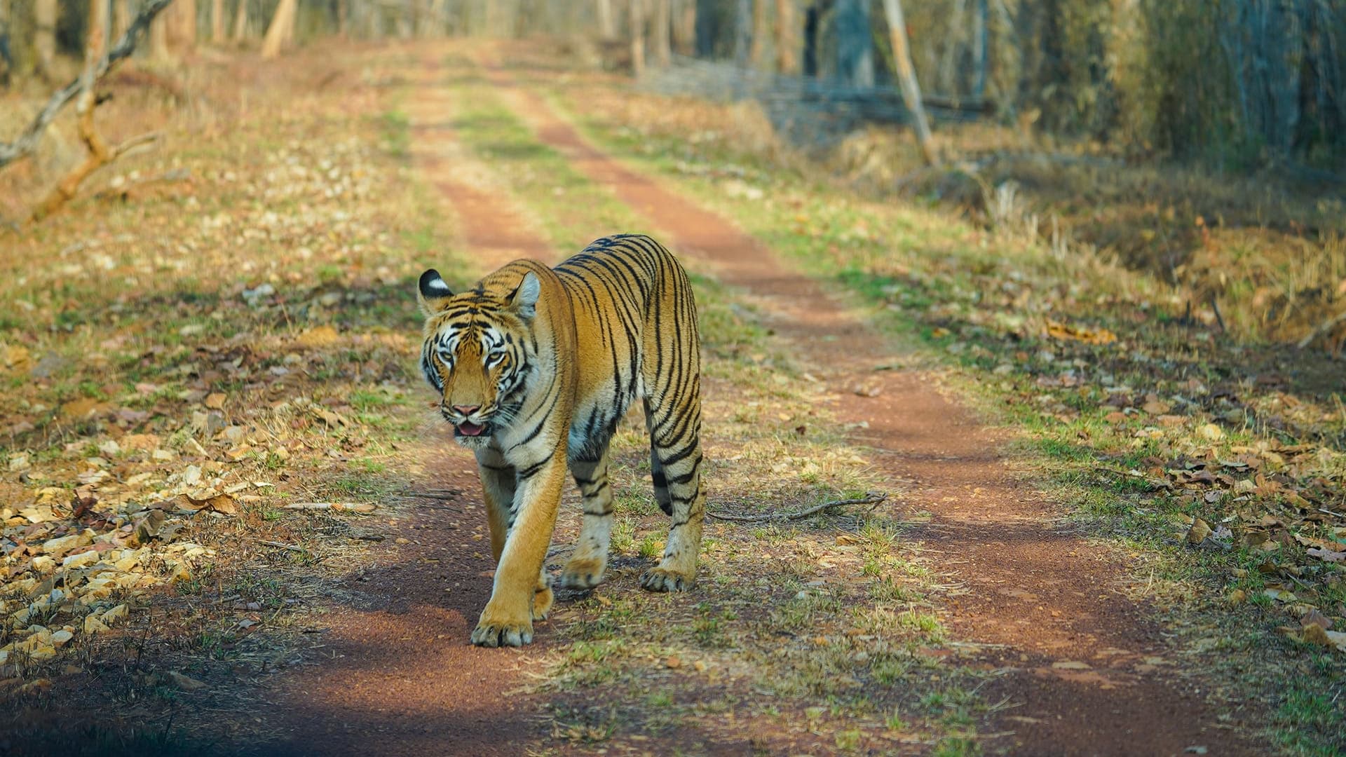 Harnessing the Power of AI to Combat Human-wildlife Conflict in Tadoba