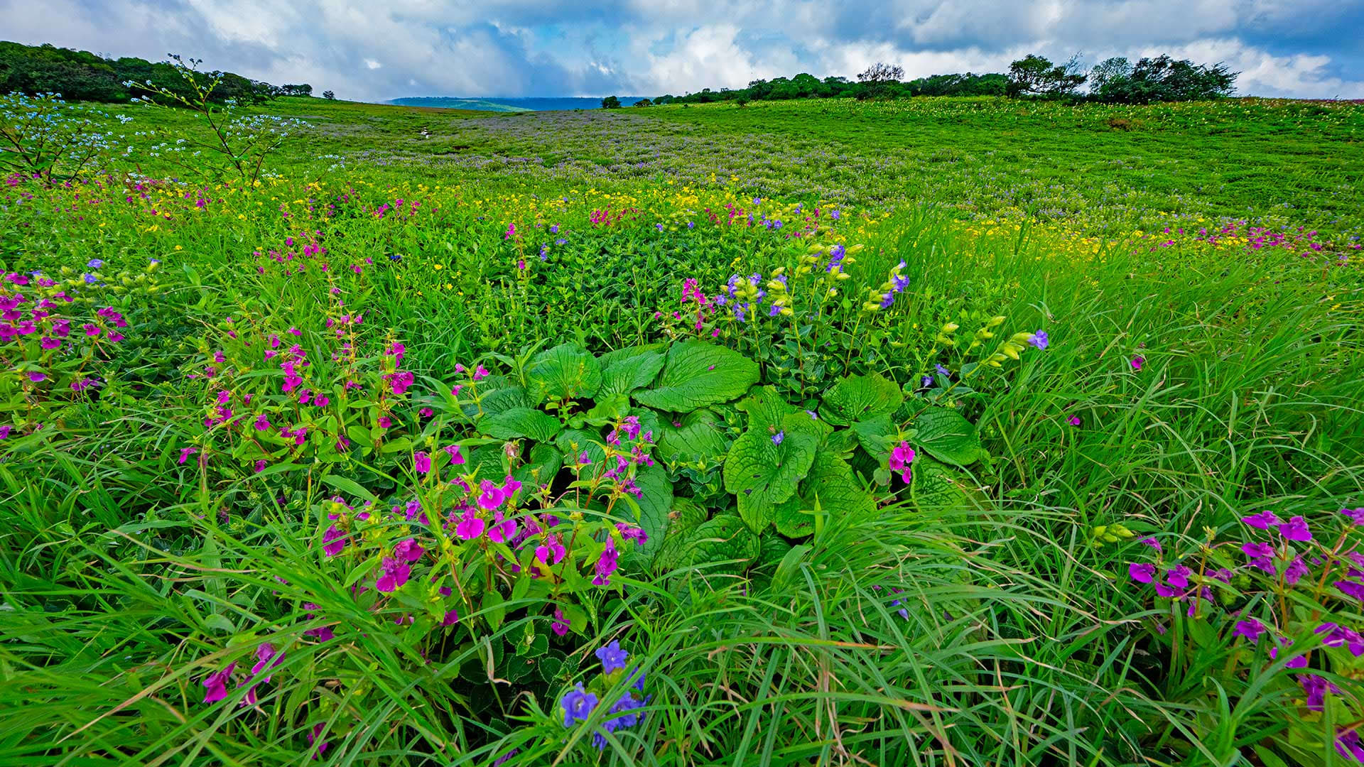 The Guide: Kaas Plateau of Maharashtra
