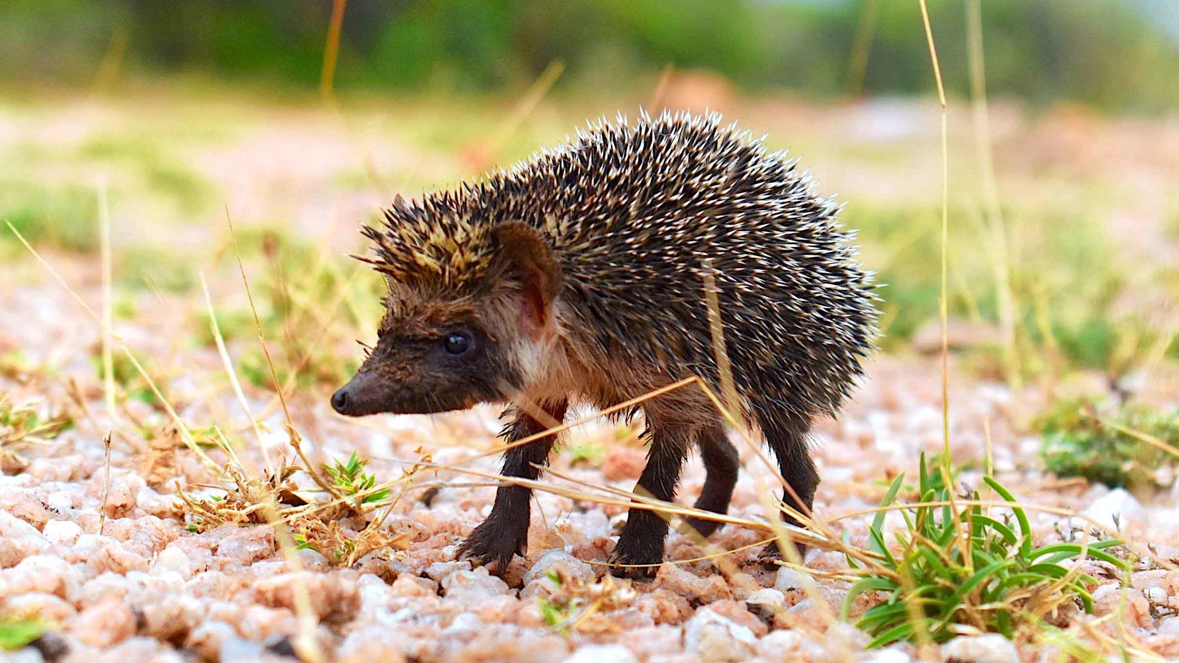 A Day in the Life of a Madras Hedgehog