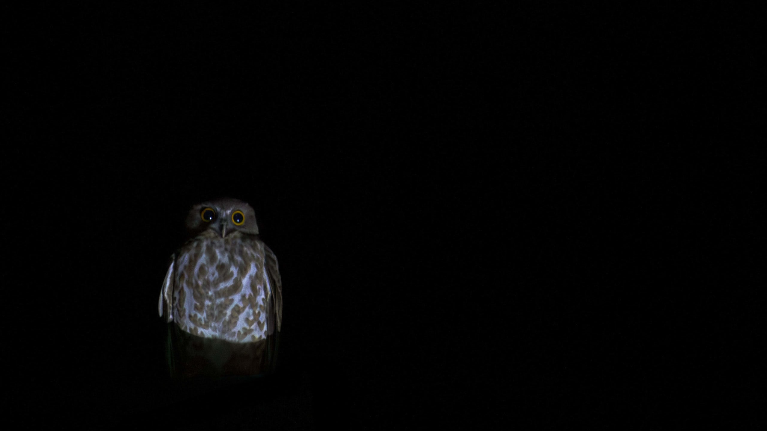 Nocturnal City Neighbours: The Owling Hour
