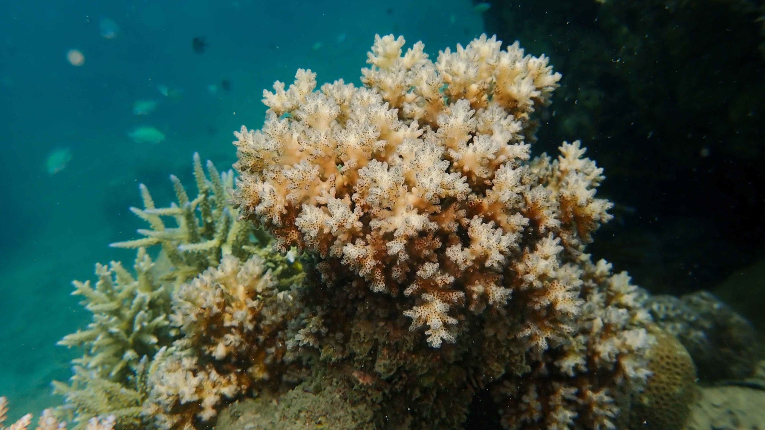 pocillopora damicornis coral
