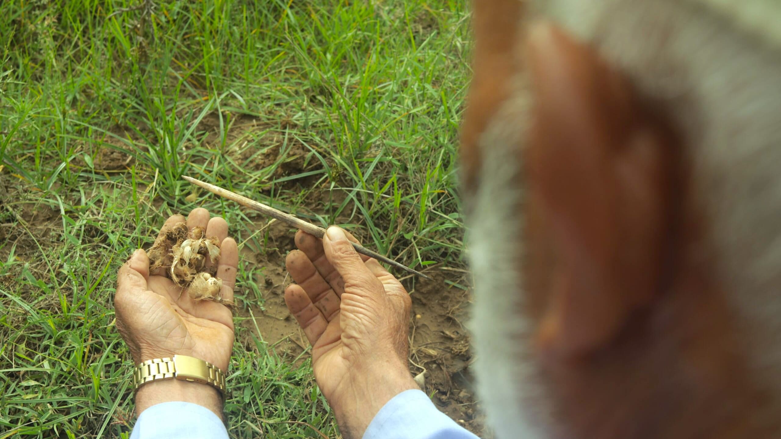 Loss of Habitat Forces Indian Crested Porcupines to Enter Saffron Fields in Kashmir
