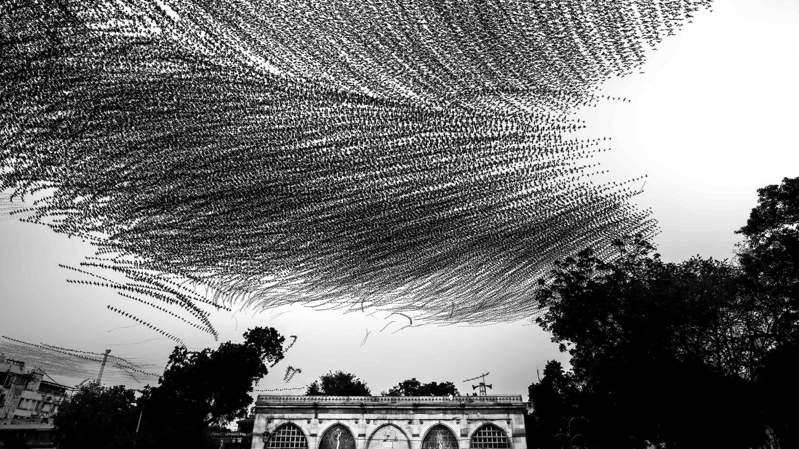 Beyond the Flock: When Birds Gather