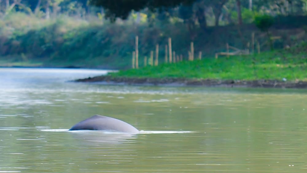 Gangetic River Dolphin Numbers Decline in Assam