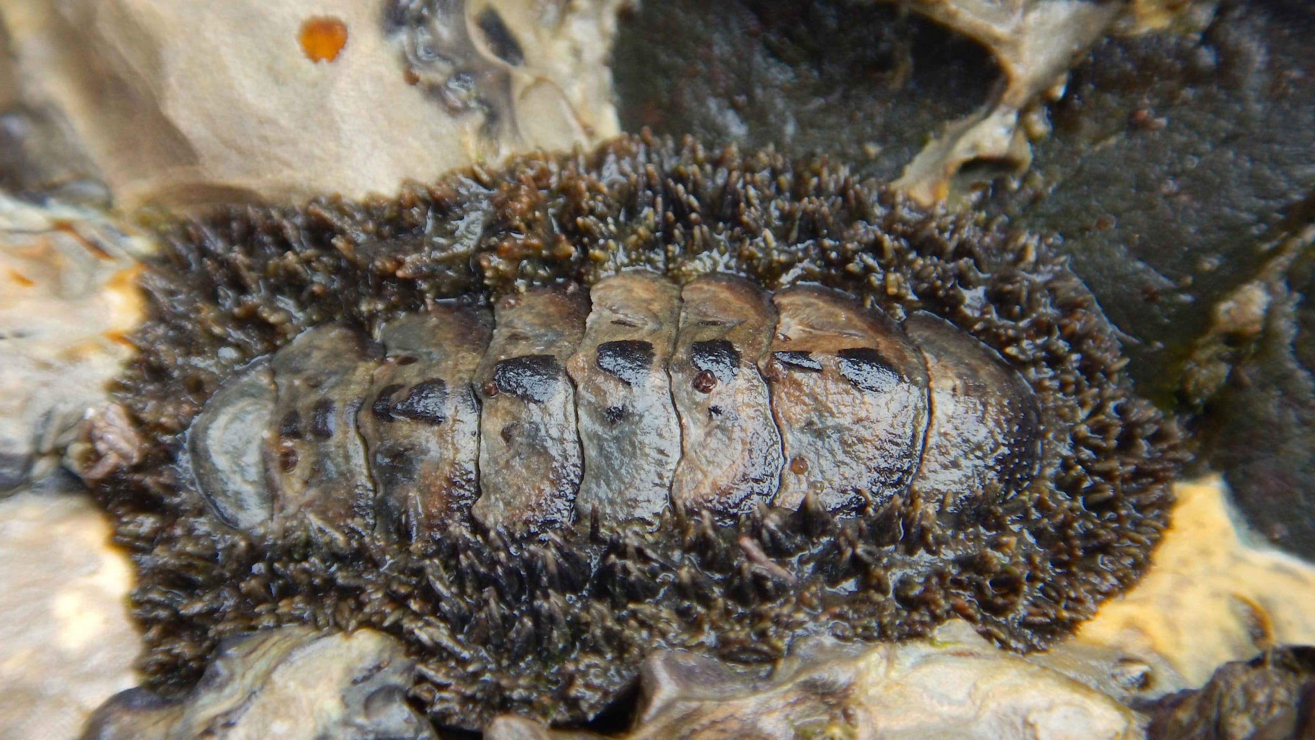 Chitons: Primitive Inhabitants of Today’s Seashores