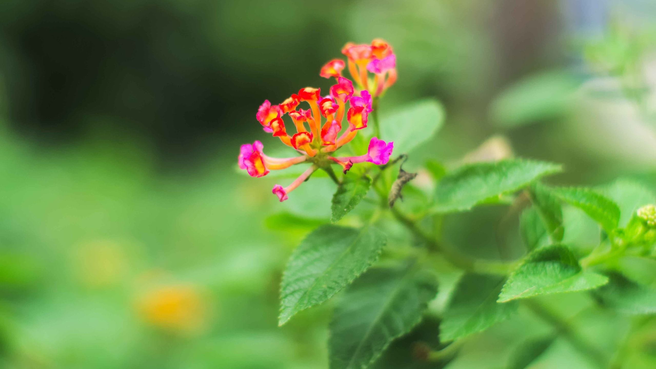 Climate Change Adding to the Spread of Invasive Species