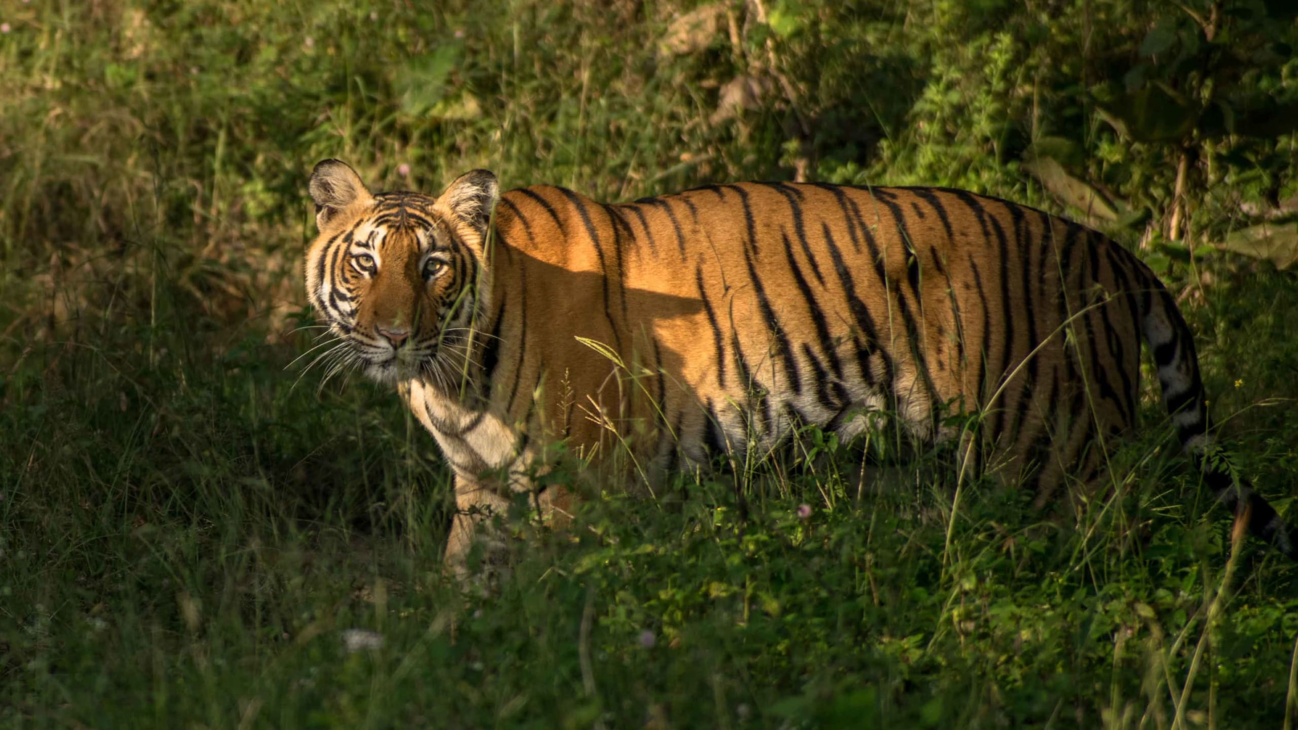Tiger