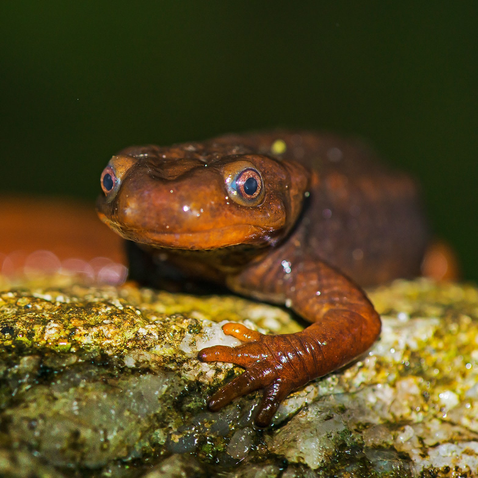 Himalayan Crocodile Salamander