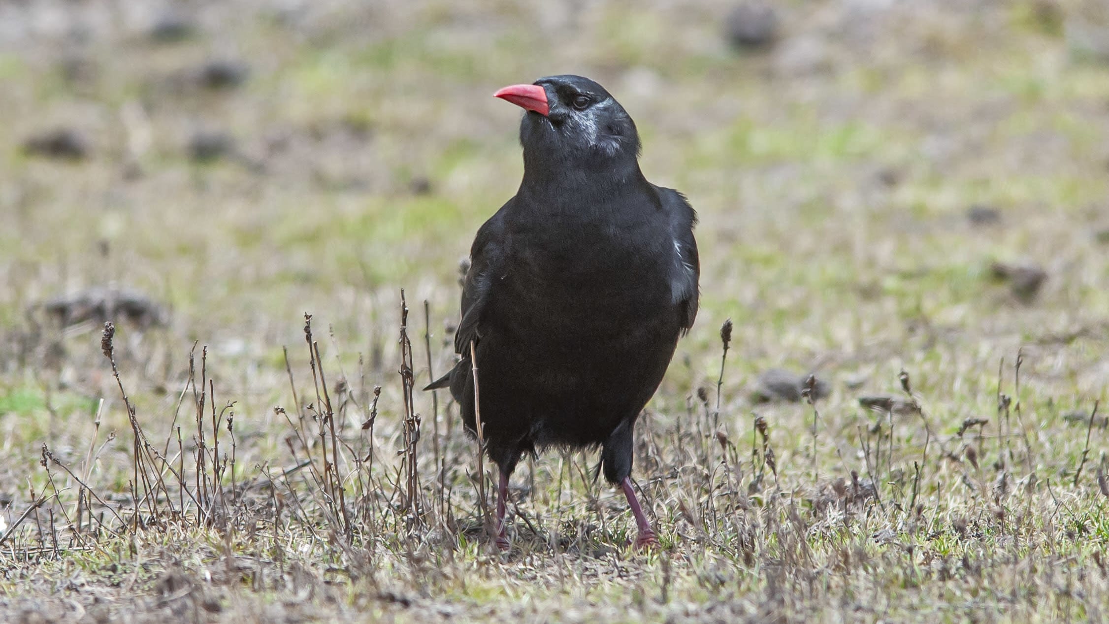 Chasing Choughs in the High Himalayas