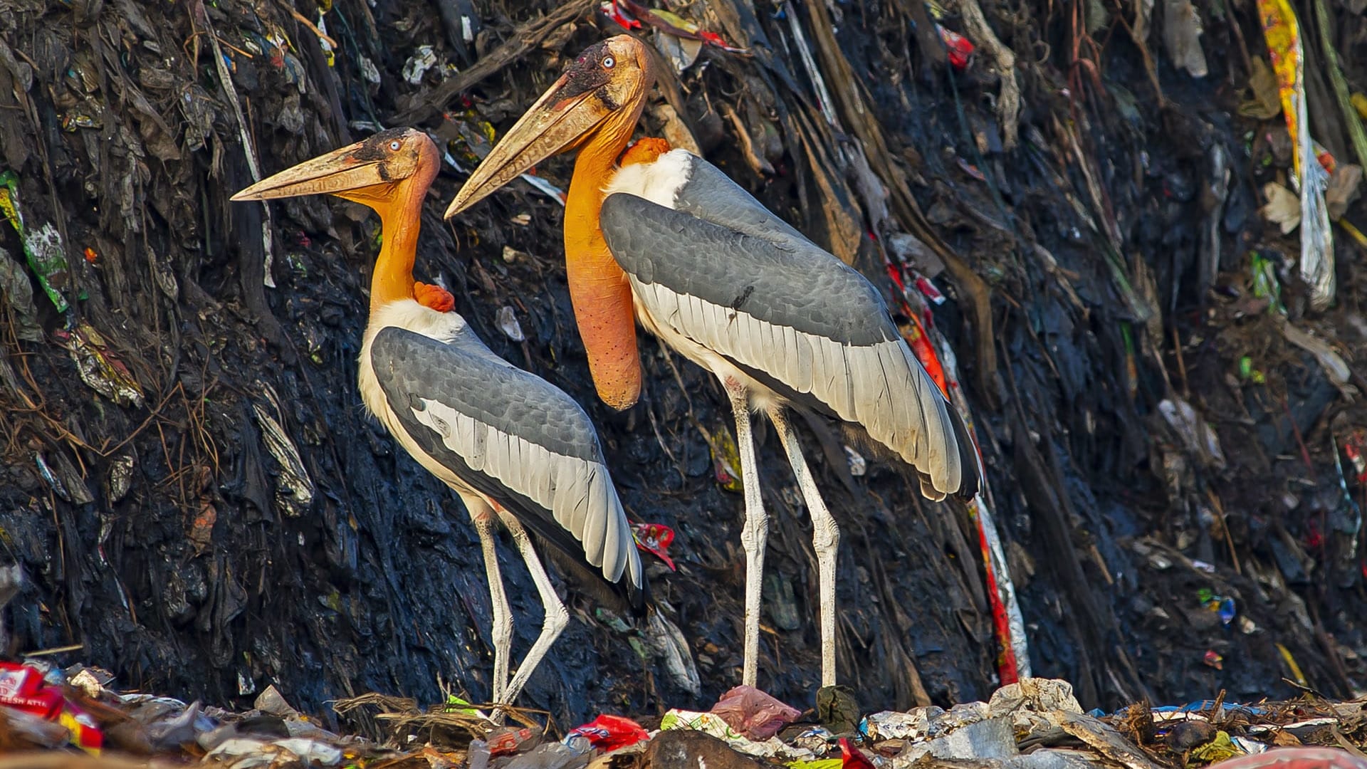 The Grotesque Elegance of the Greater Adjutant