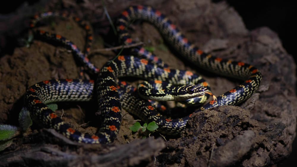 Ornate Flying Snake: Nature’s Gliding Jewel