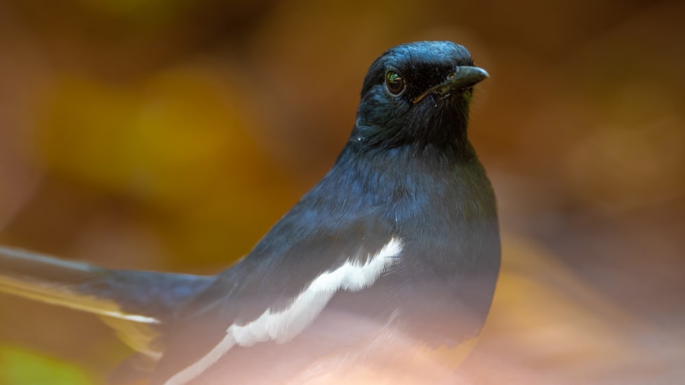 Winners of Bird Essays: A Writing Contest by Juggernaut-Indian Pitta & Roundglass Sustain