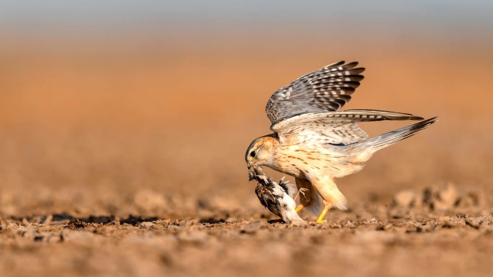 Swift Shadow over the Rann: Encountering the Merlin