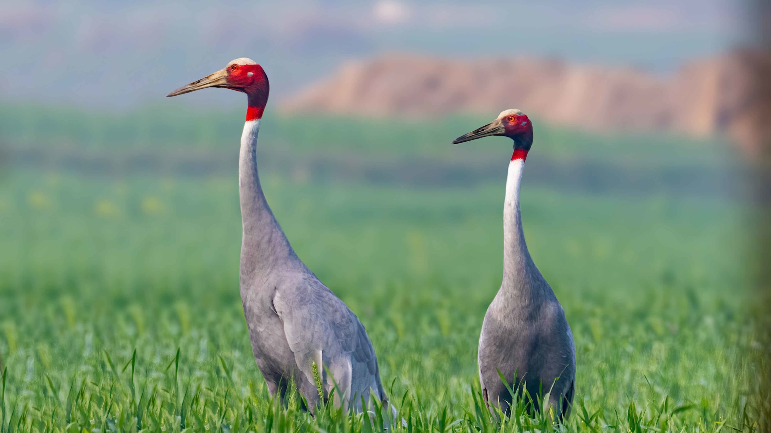 The Guest in My Paddy Field: The Return of the Sarus Crane