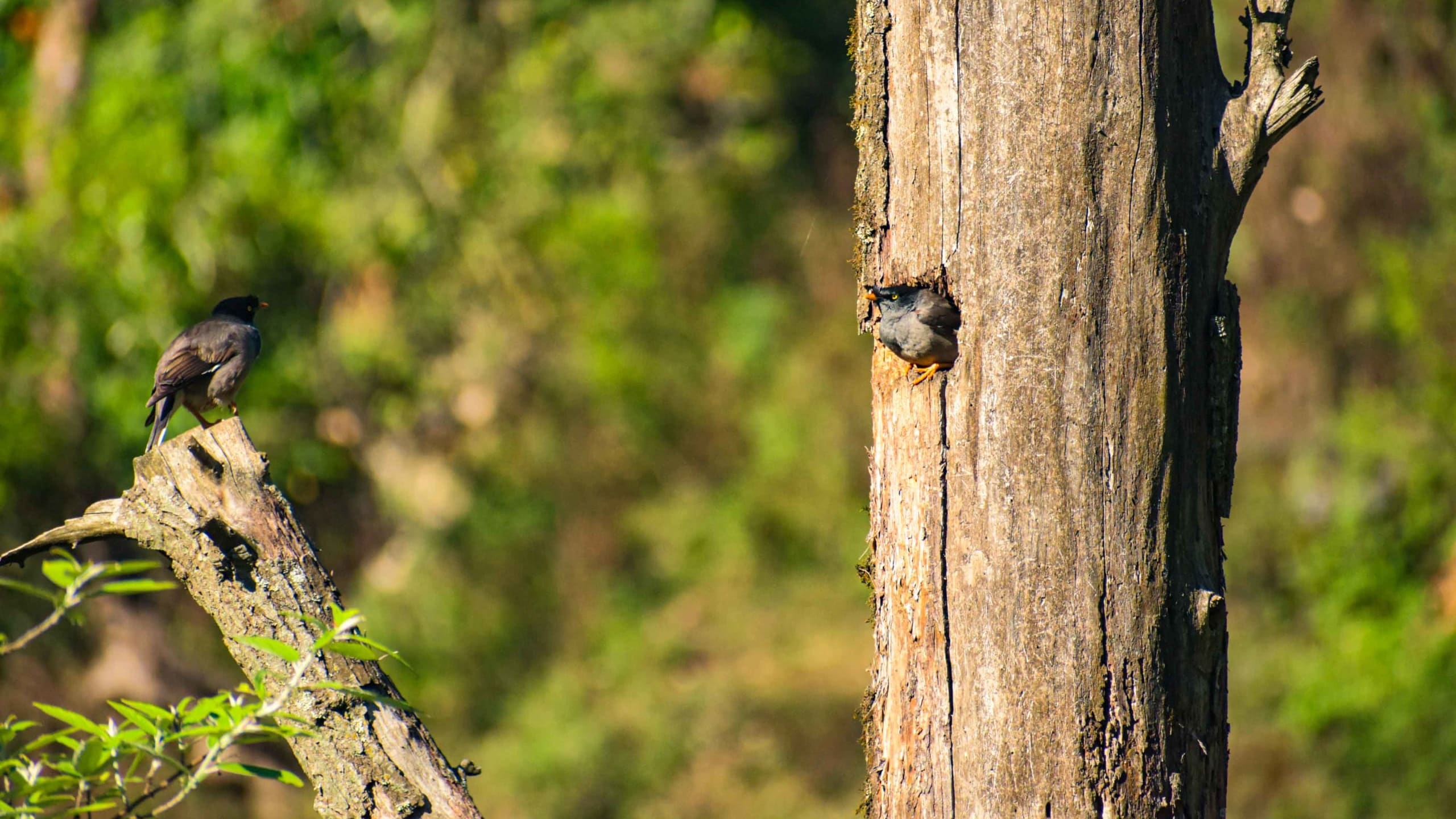 Mussoorie Wildlife Sanctuary