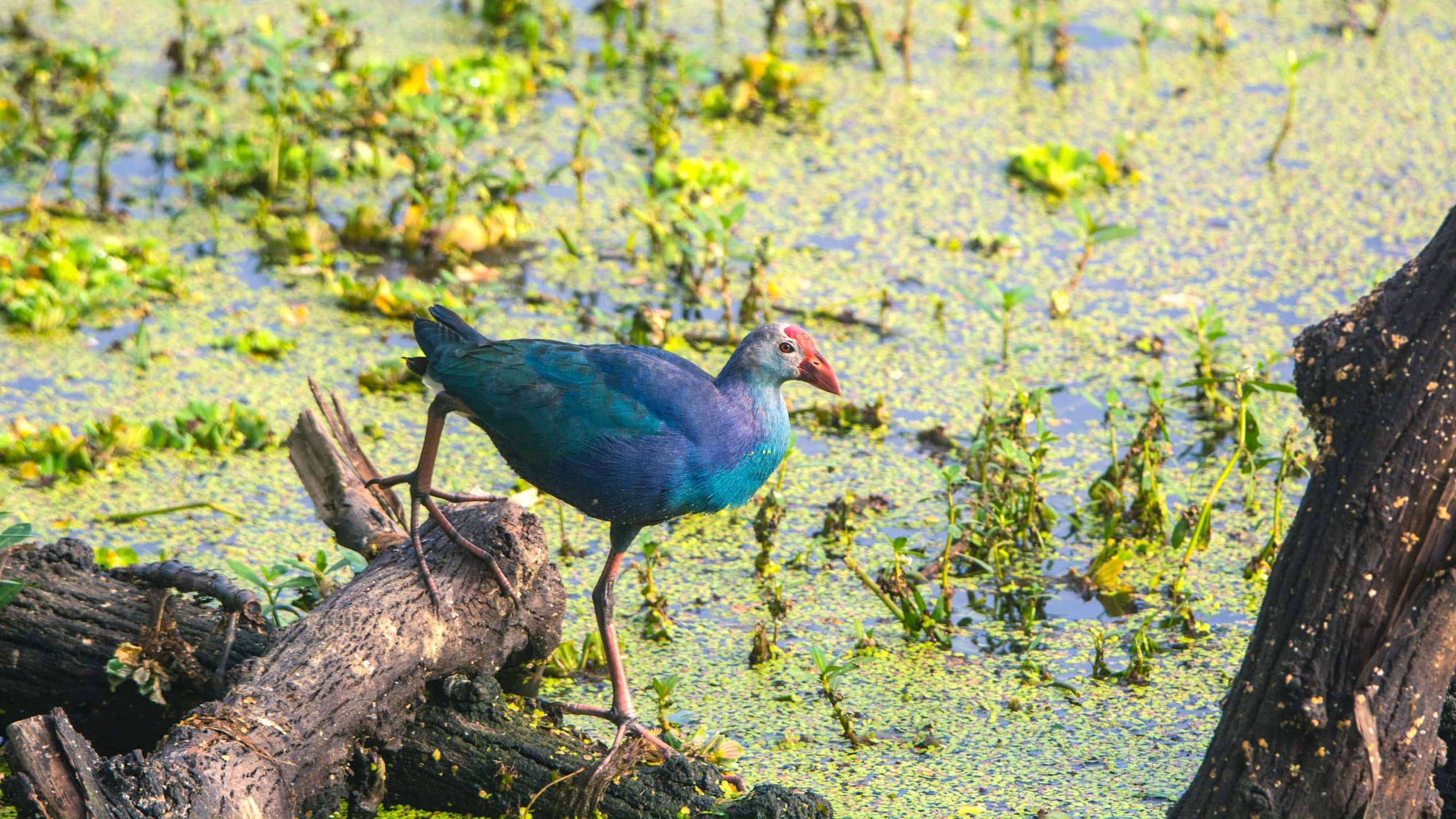 Love and Let Live: Saving Puttenahalli Lake