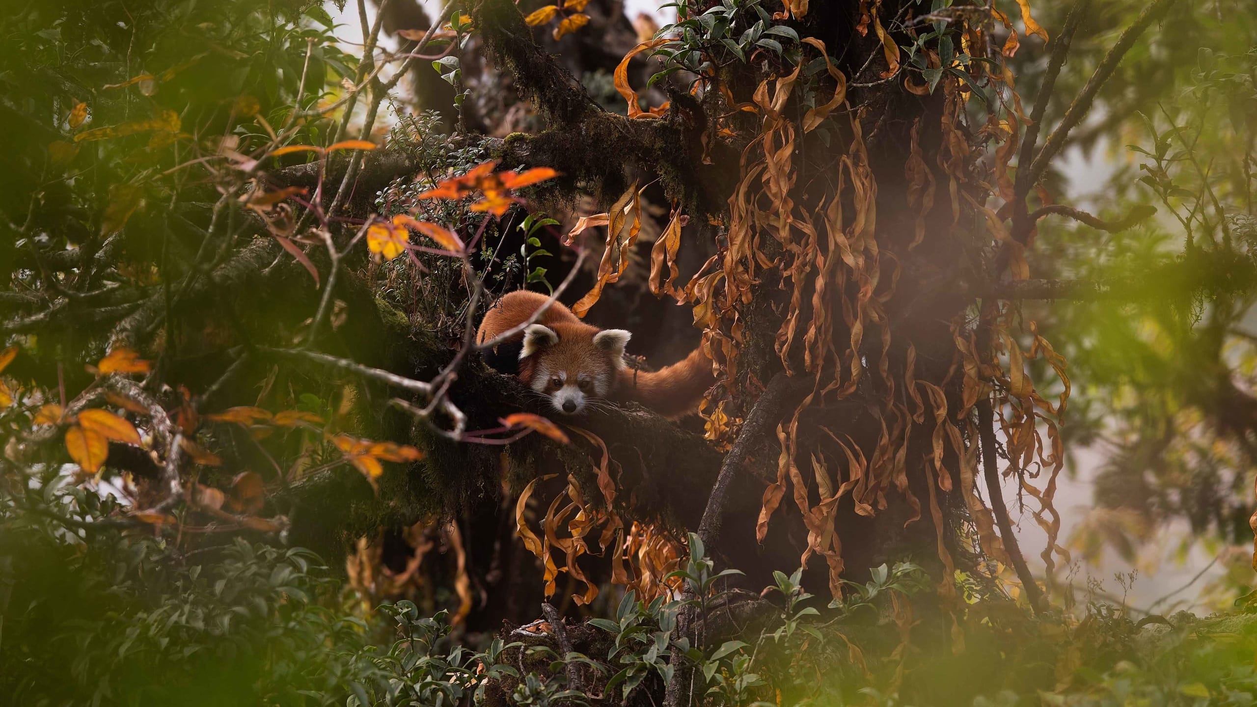 Zoological Survey of India to Use eDNA to Study and Monitor Wildlife