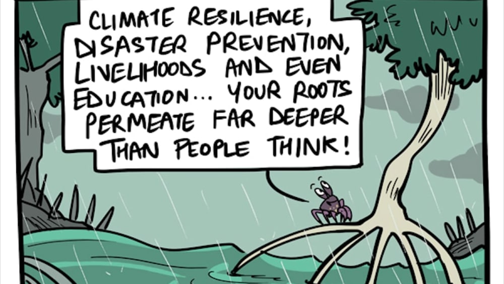 How Mangroves Stand Tall In the Face of Cyclones