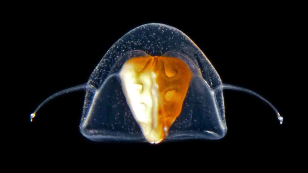 Worlds Apart: The Dual Life of Marine Animals