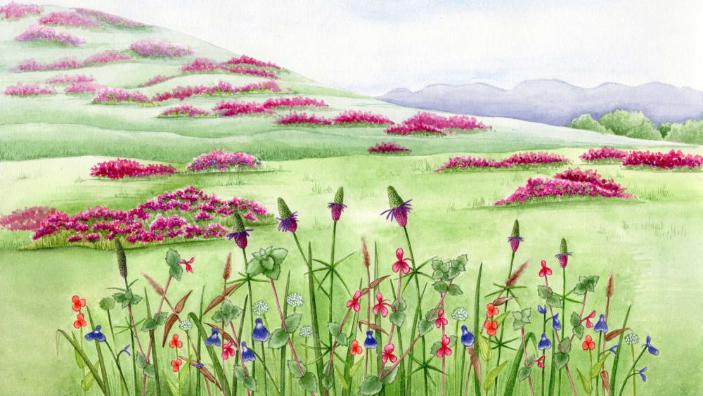 Colourful Company: Where the Wildflowers Bloom