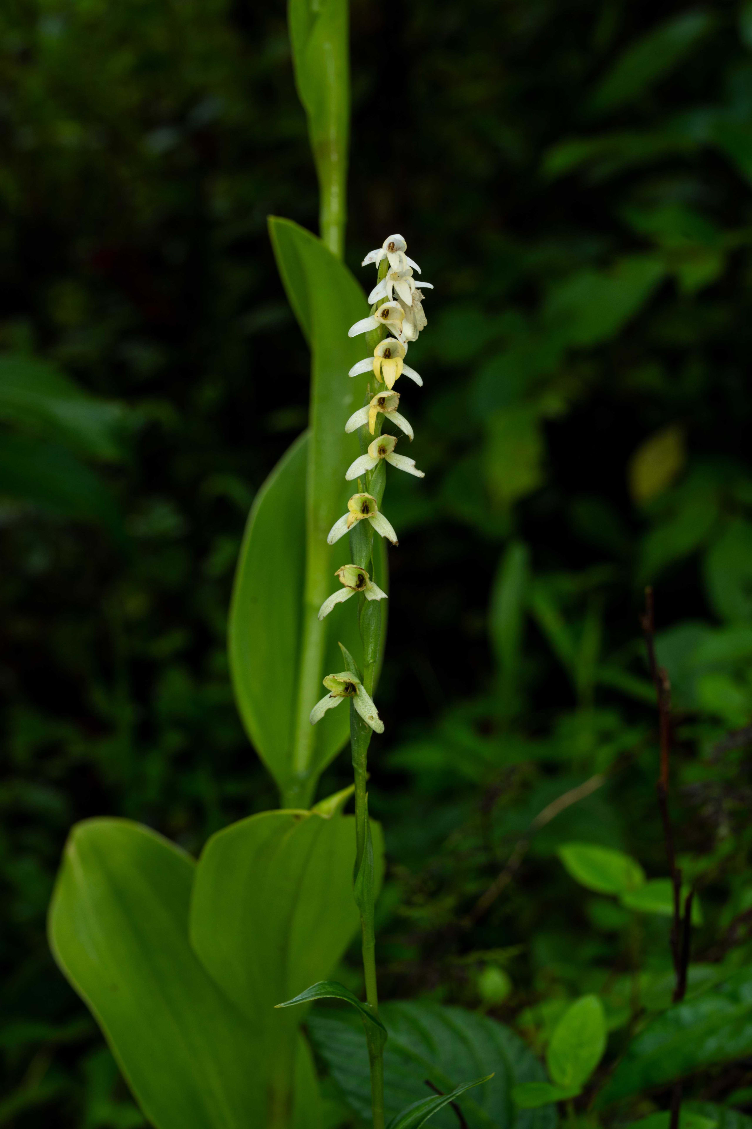 The Curious Lives of Orchids in the Northern Western Ghats