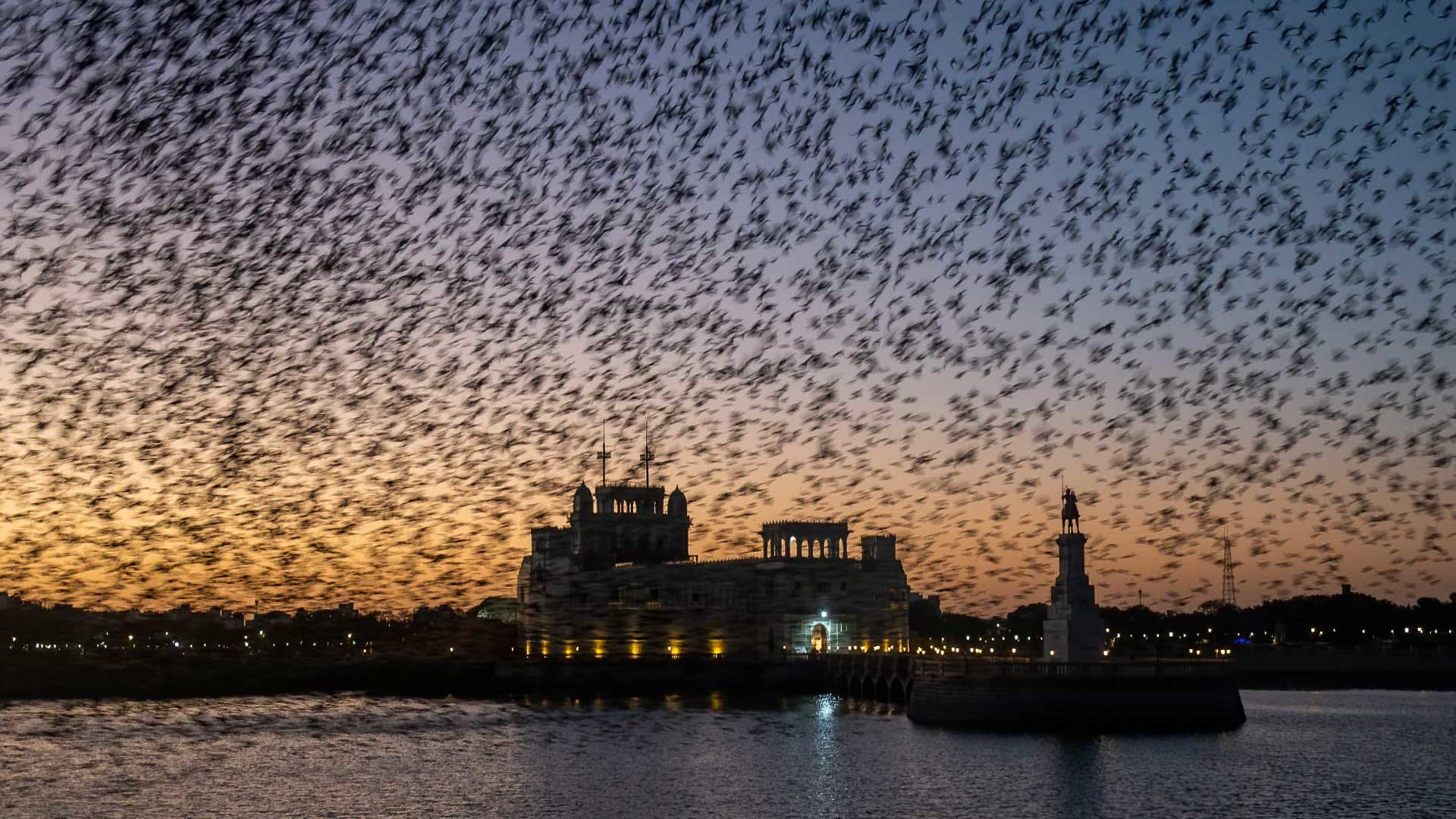 Magnificent Murmuration: Aerial Acrobatics of Rosy Starlings