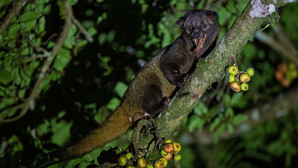 Underground Burrows to High Canopies: Mammals of the Southern Western Ghats