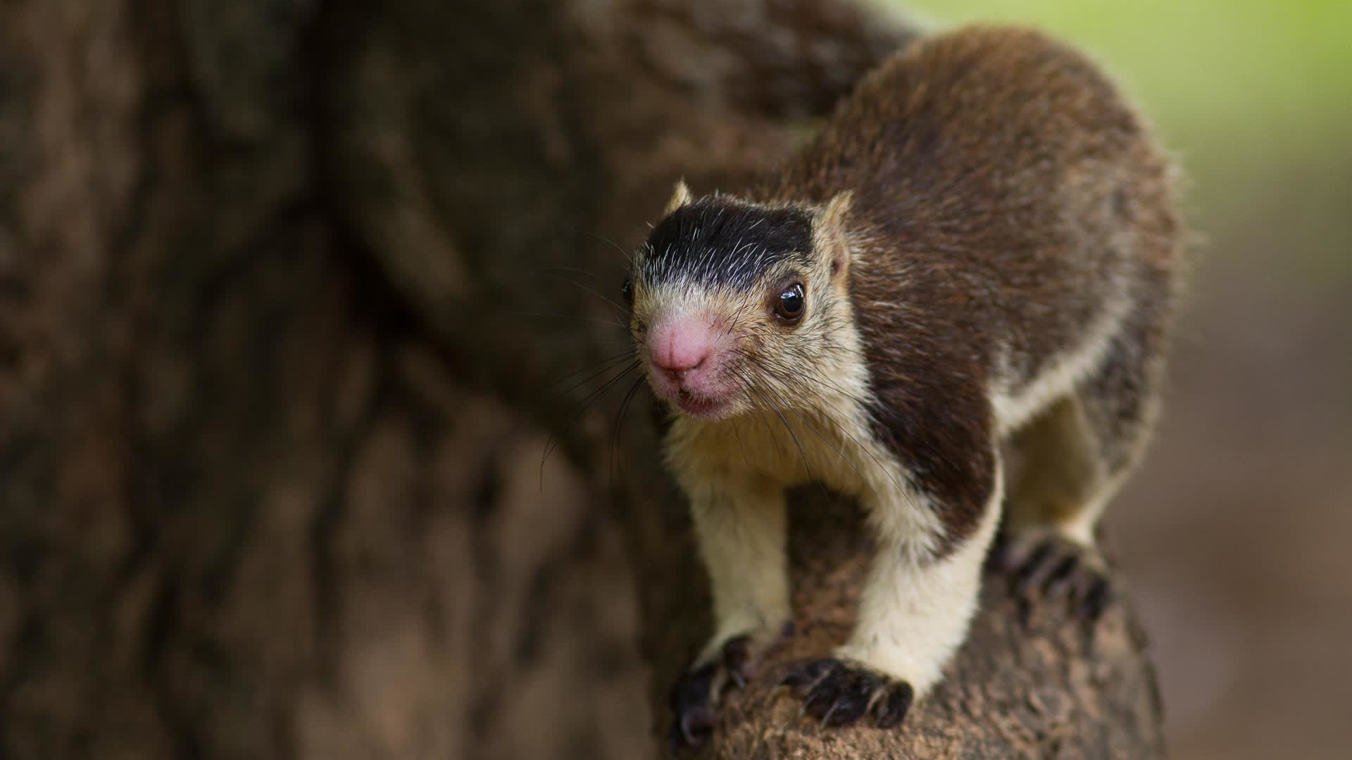 With its Habitat in Danger, the Grizzled Giant Squirrel Struggles to Survive