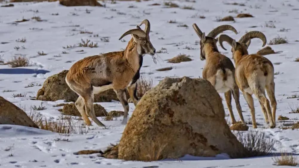 The Ladakh Urial’s Life at the Edge