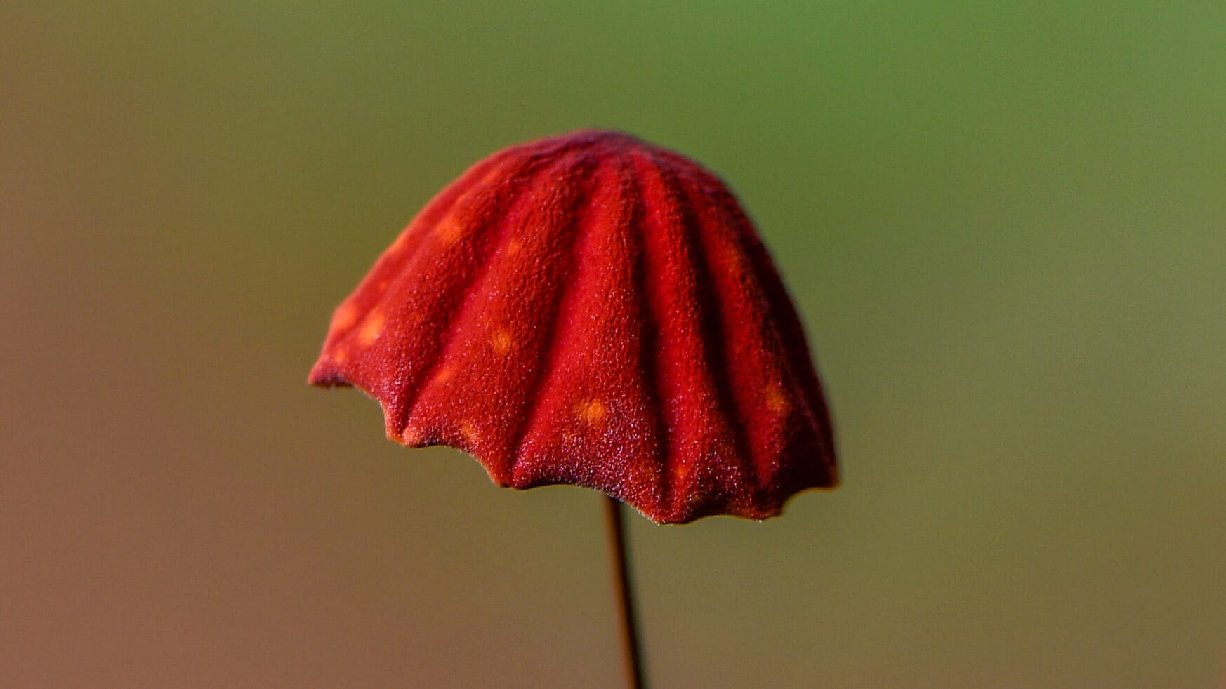 Quiz: Fungi
