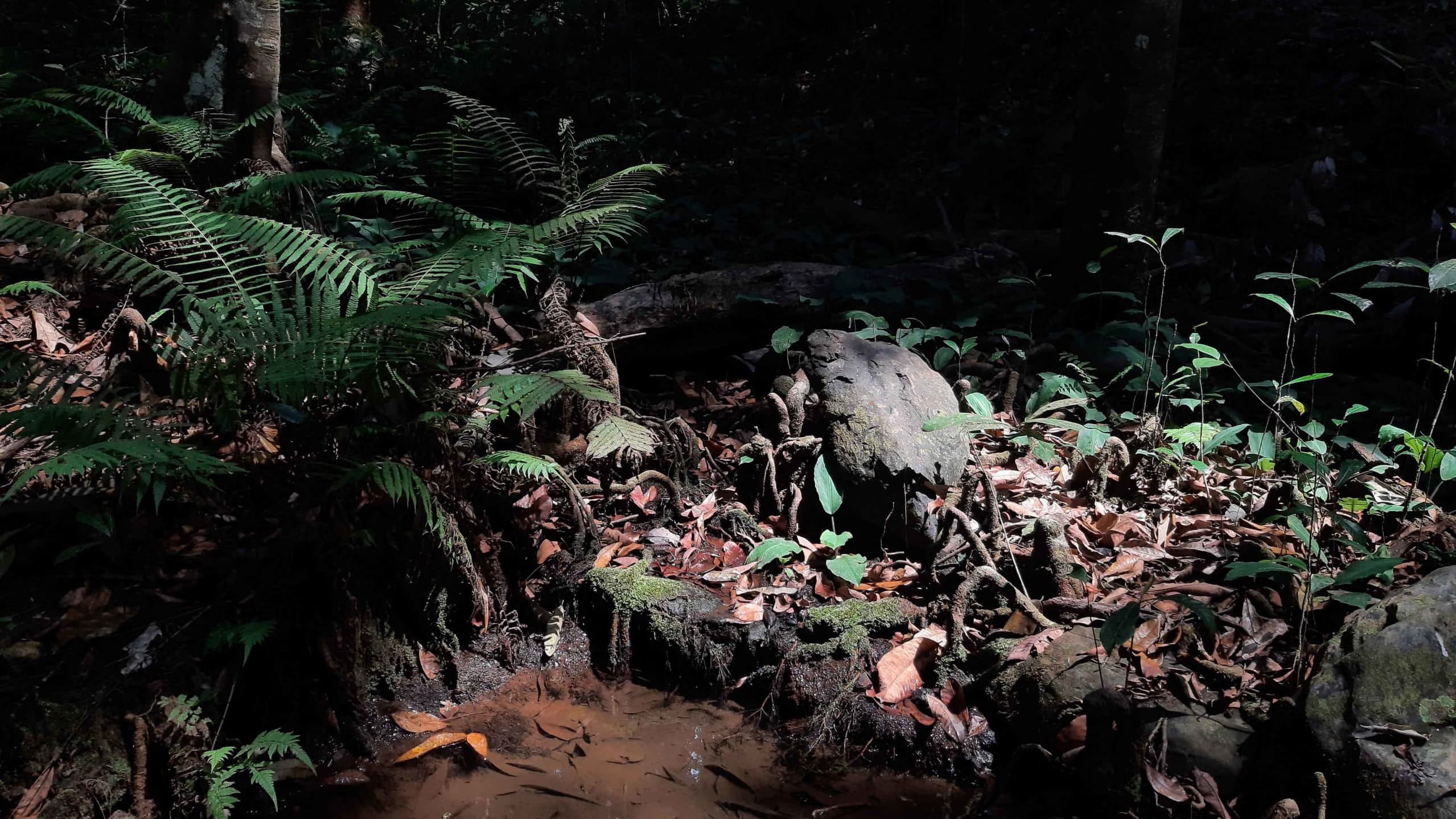 Sacred Swamps: Where Culture Meets Conservation