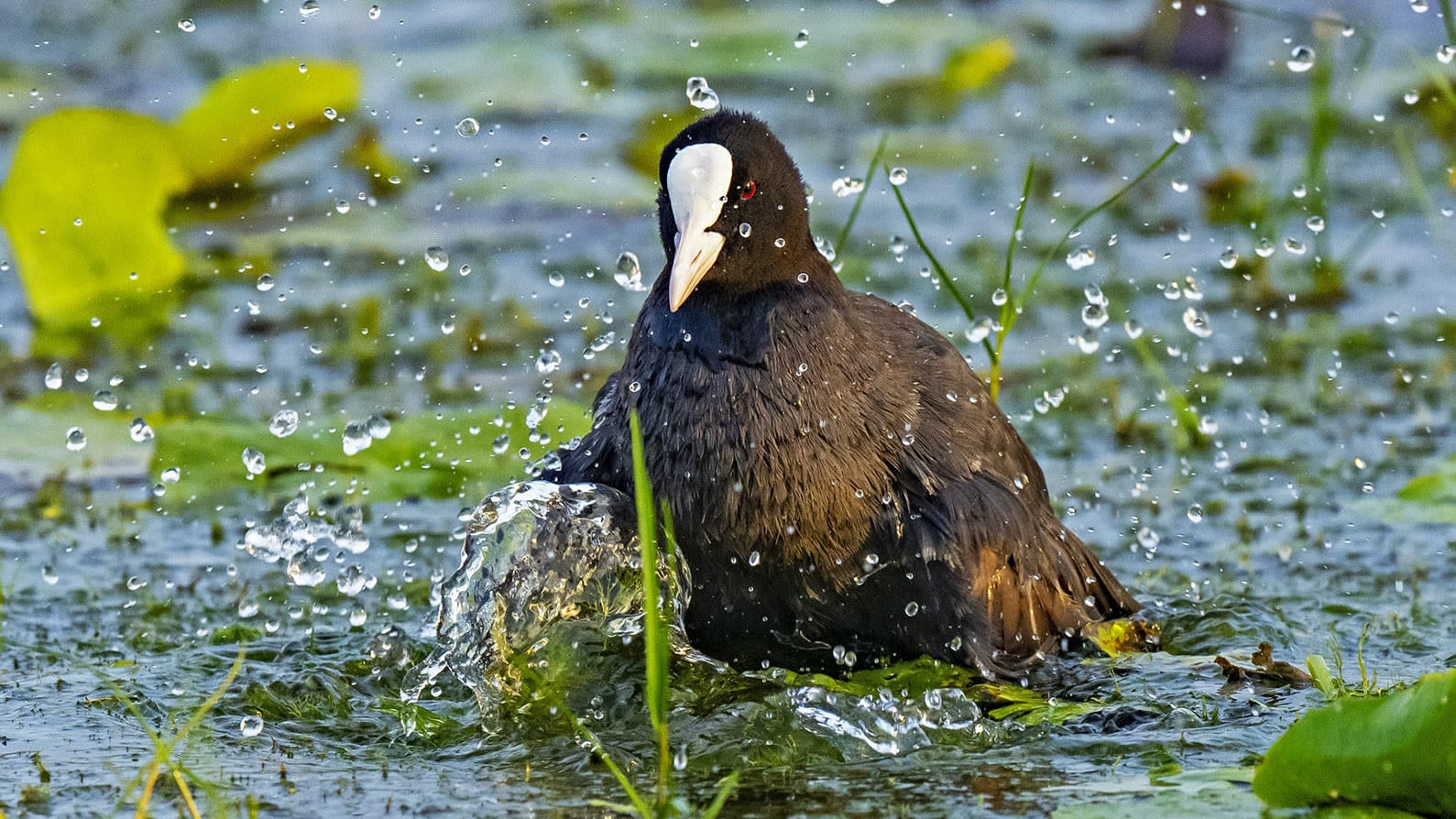 Common coot in Chennai Pallikaranai marshland