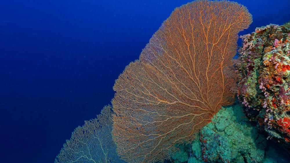 Gorgonian Corals: Sea Fans and Sea Whips