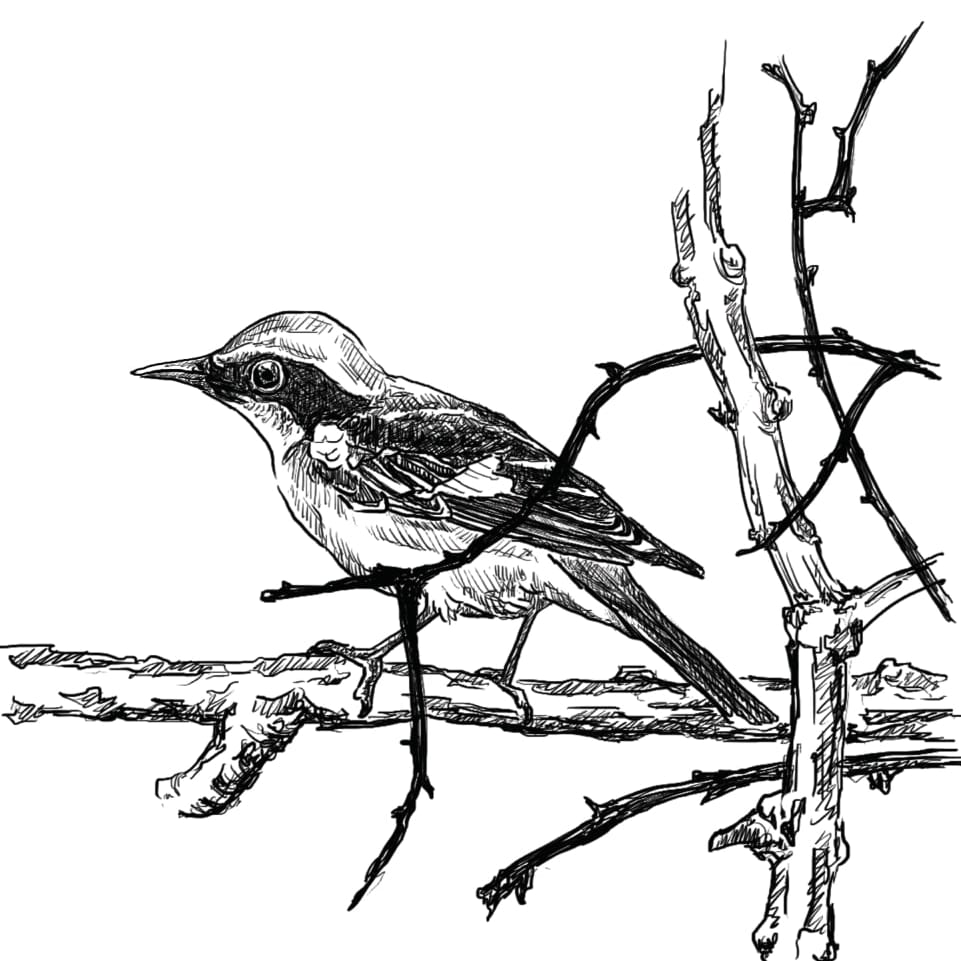 Bird Essays: A Writing Contest by Indian Pitta and RoundGlass Sustain