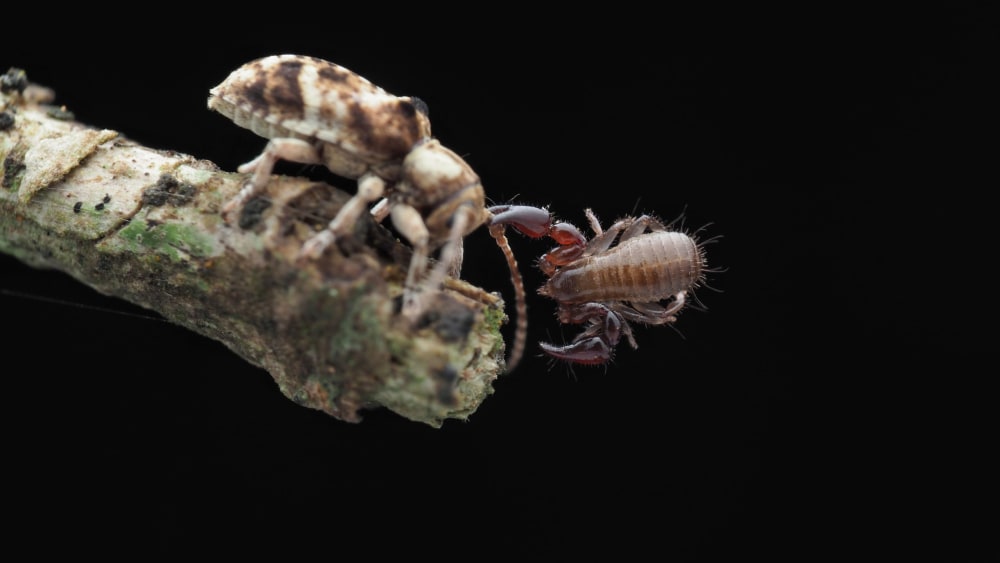 Pseudoscorpions: Invisible Hunters