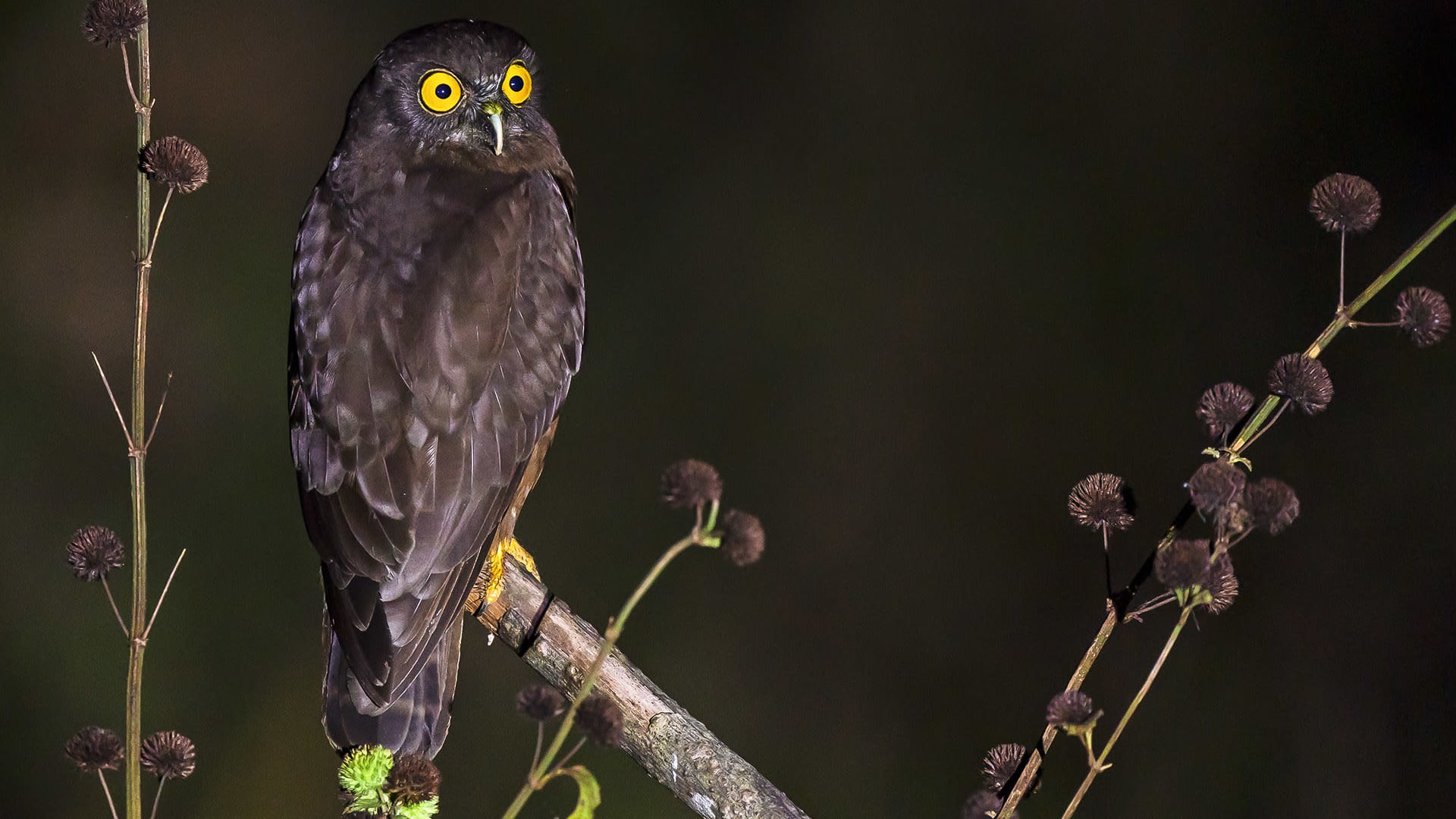 Hume's owl