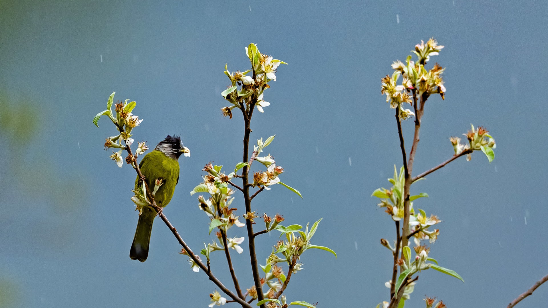 In the Naga Hills: Dense Forests, Shy Birds