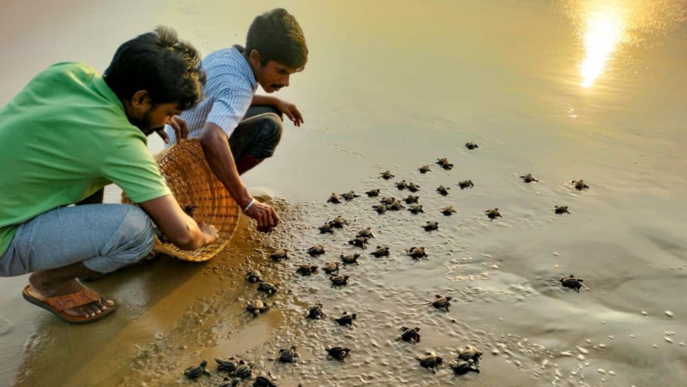 Saving Olive Ridley turtles in Visakhapatnam