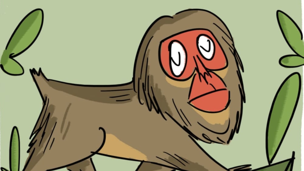 The Stump-tailed Macaque Raises an Objection
