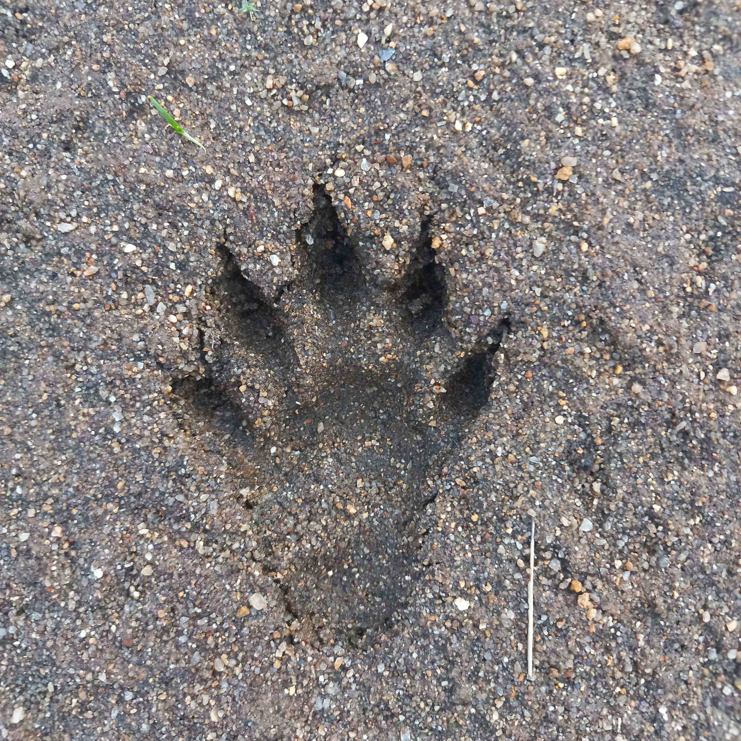 Poop, Prints and Paintings: Tracing the Tamiraparani’s Otters