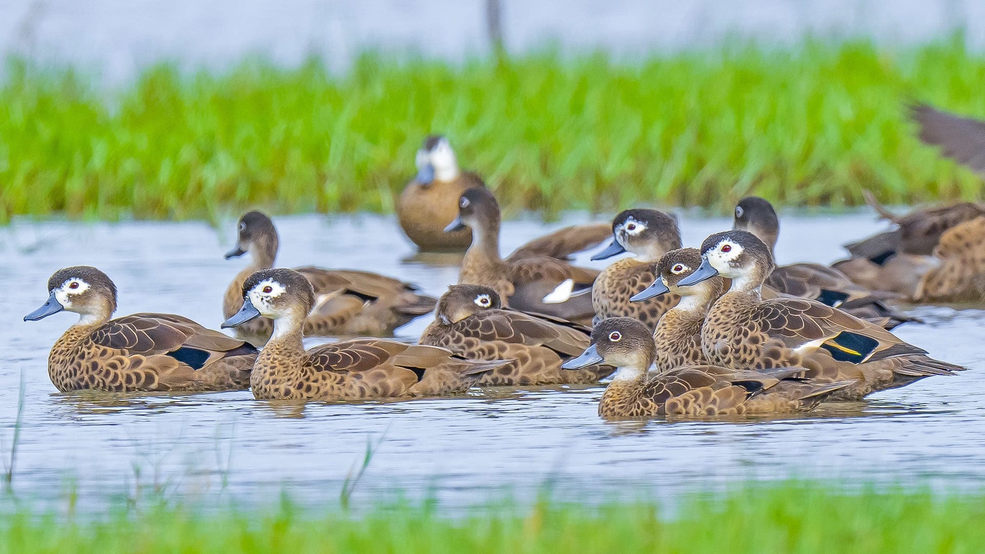 Sippighat Wetland: A Bird Haven Created by the Tsunami