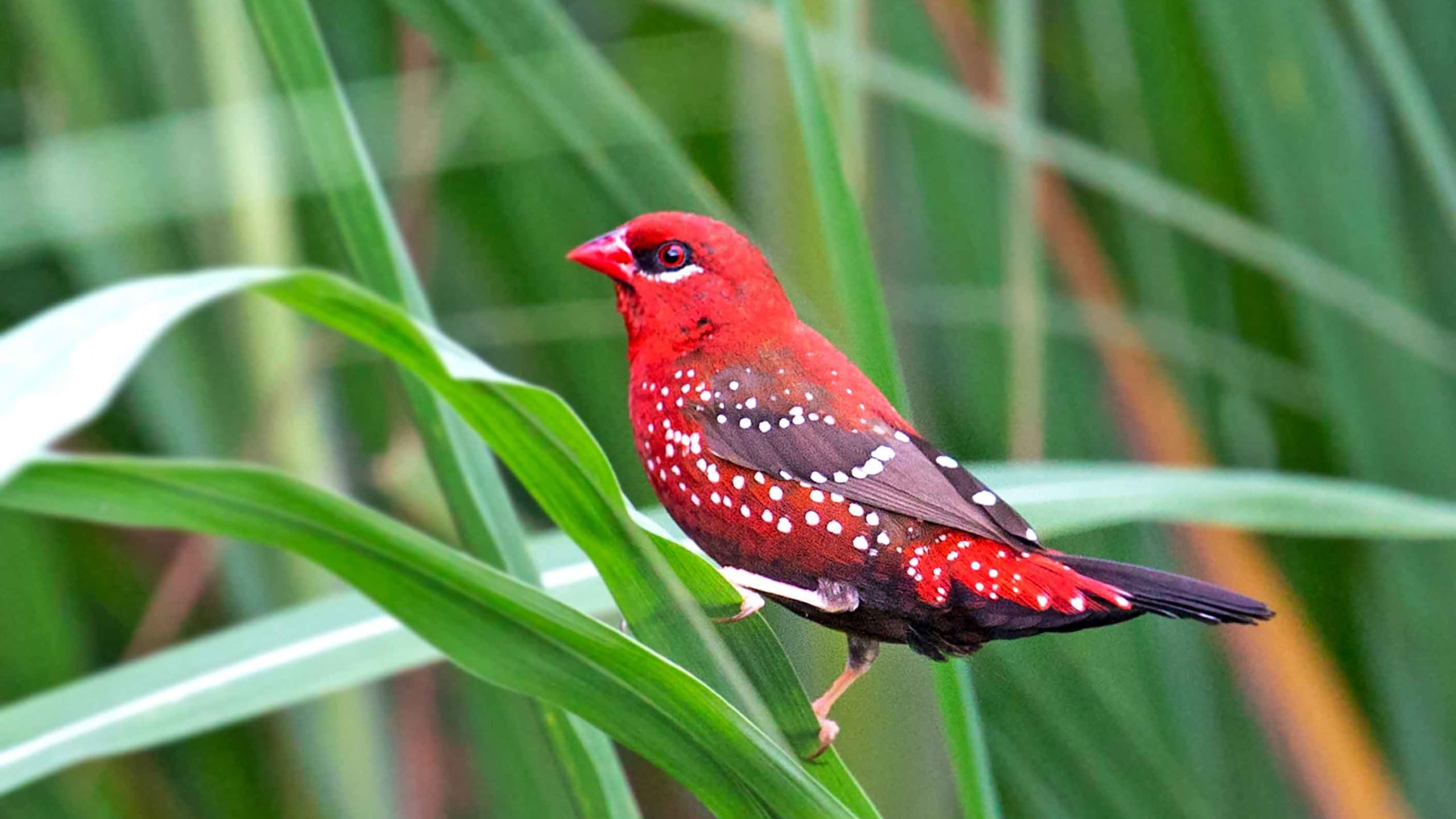 Backyard Beasts in the Northern Aravallis