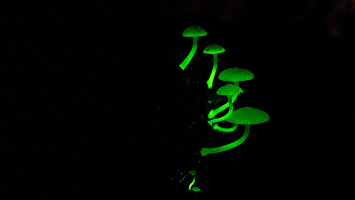 Fathomless Fungi: Monsoon Mysteries on Goa’s Forest Floor