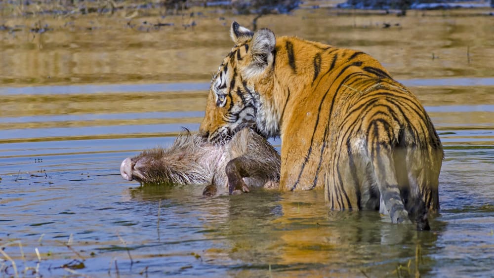 How Do Tigers, Leopards and Dholes Share Resources?
