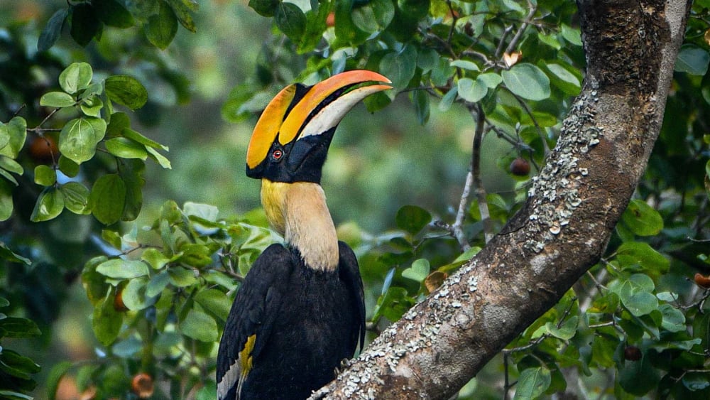The Guide: Shendurney Wildlife Sanctuary