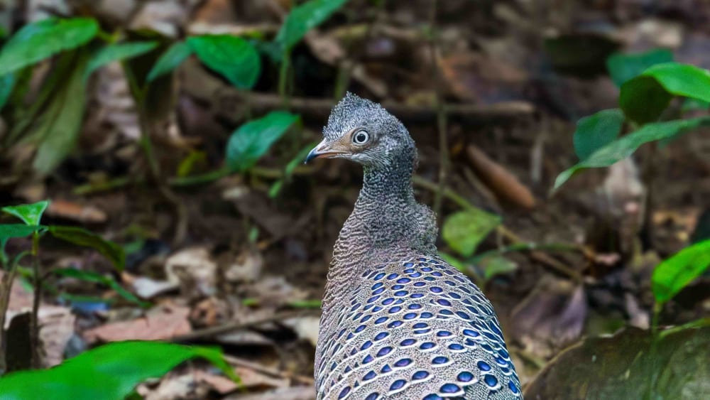 Grey Peacock-Pheasant: Rival to the Indian Peacock?